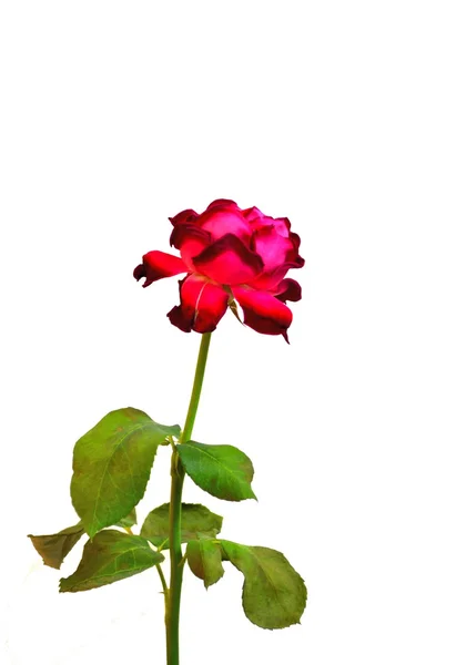 Single magenta rojo rosa, aislado
