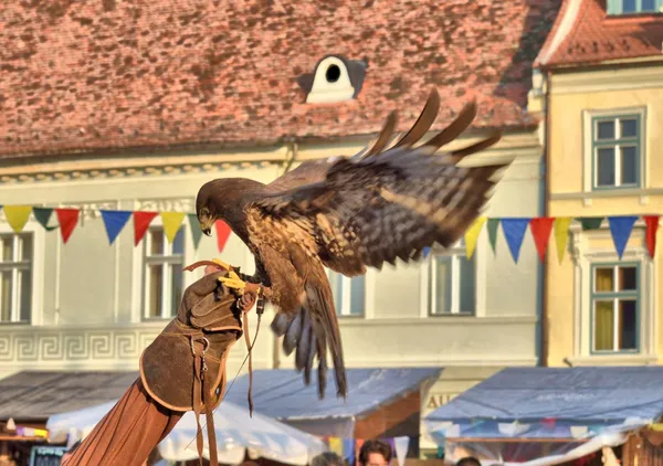 Falconer'ın Gauntlet üzerinde açılış Şahin