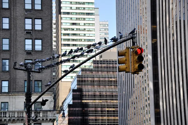 Holubi na semaforu v new york city — Stock fotografie