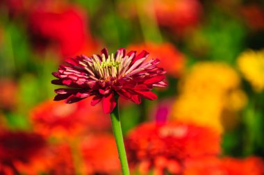 bulanık arka planda Zinnia bud