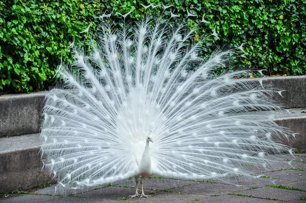 Pavo real blanco muestra su cola — Foto de Stock