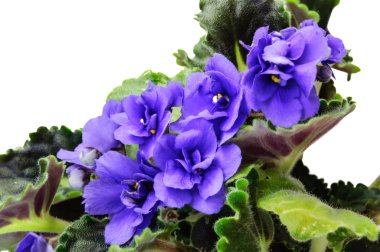 Makro soyut leylak African Violet (Menekşe) çiçekler