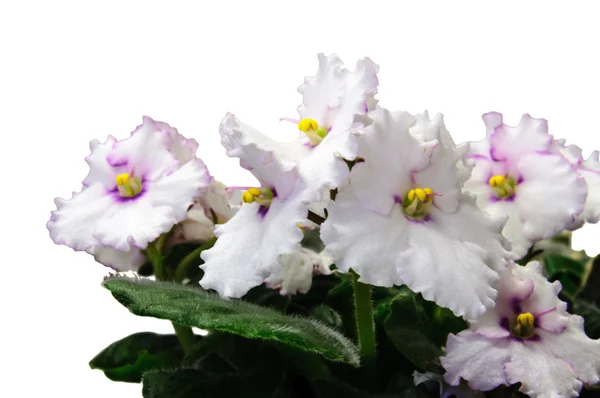 Makro soyut beyaz African Violet (Menekşe) çiçekler