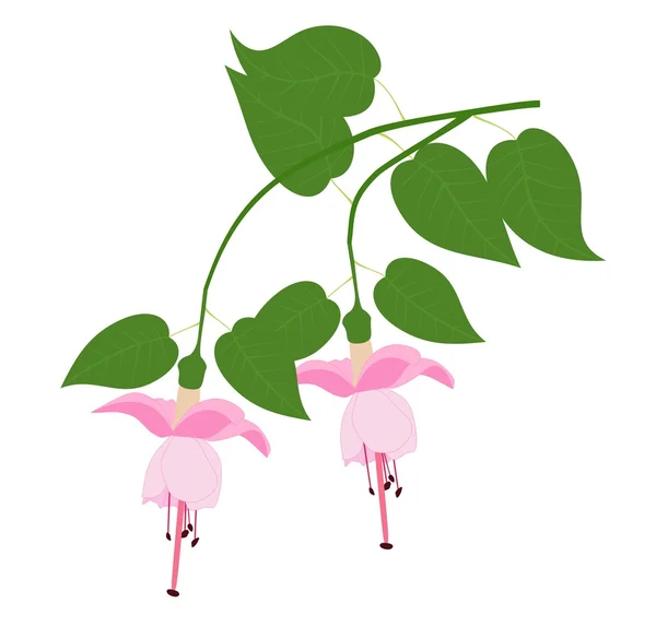 Fuchsia bloem — Stockvector