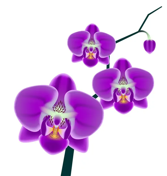 Rama de la orquídea, aislada sobre fondo blanco — Vector de stock