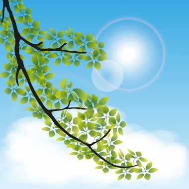 Mavi gökyüzü dalı