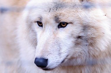 Viyana Hayvanat Bahçesi 'nde Kurt