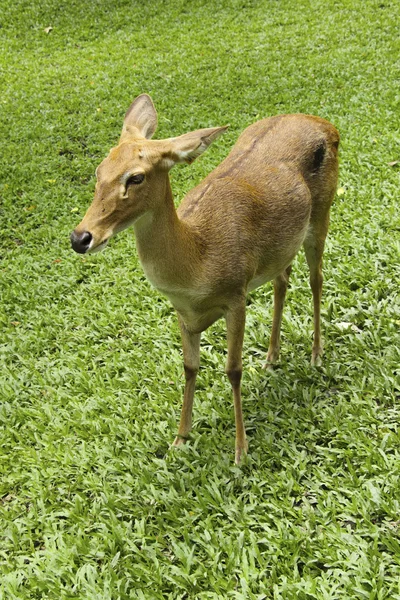 Antelope op het gras — Stockfoto