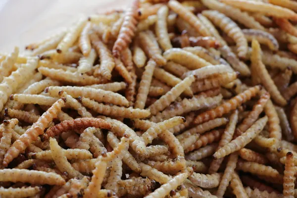 Bamboo worms — Stock Photo, Image