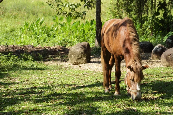 Paard — Stockfoto