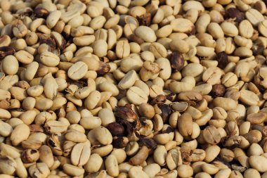 taze kahve çekirdekleri