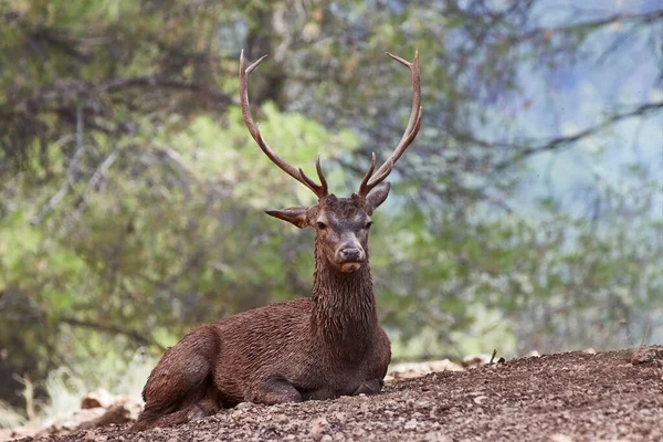 Imagen Cerca Ciervo Europeo Macho — Foto de Stock