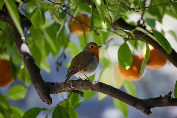 Rotkehlchen Erithacus Rubecula Auf Orangefarbenem Hintergrund — Stockfoto