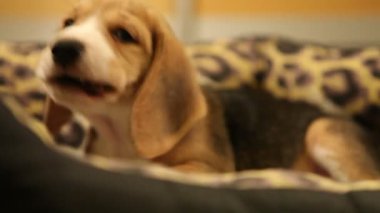 köpek yatakta çiğneme