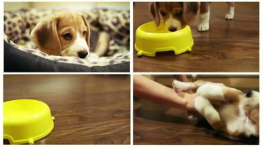 küçük köpek yavrusu hayat kısa