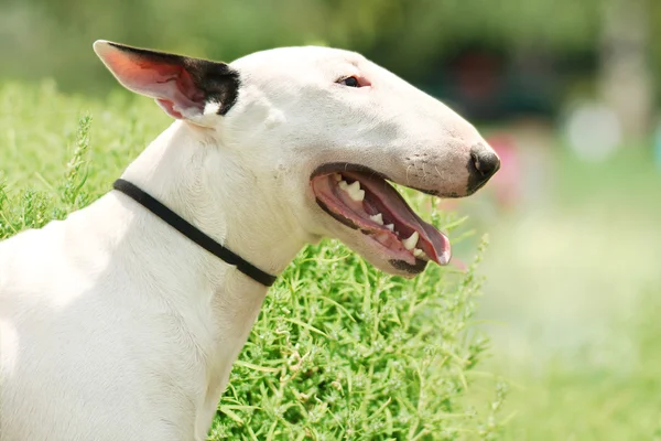 Ritratto di pit bull terrier sull'erba verde — Foto Stock