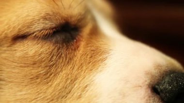 küçük beagle yavru gözleri makro çekim uyuyan