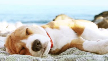 Komik plaj sahnesi: deniz kıyısında güneşlenerek beagle yavru köpek