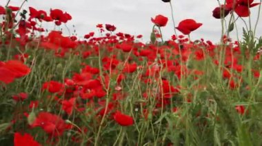 sıkıcı gün kırmızı poppies alanı