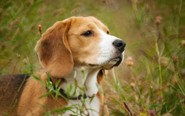 Beagle avcı köpeği sessizce otların arasında yer alır.
