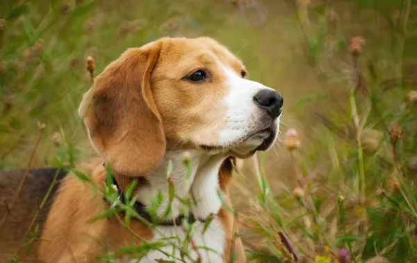 Beagle lovec psa leží tiše v trávě — Stock fotografie