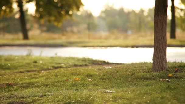 Flicka med labrador hund promenader i höst park — Stockvideo