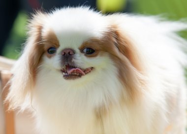 Pekingese bir antik Çin menşeli, oyuncak köpek çeşidi