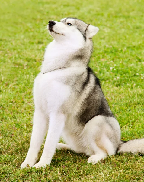 Alaskan malamute buiten portret — Stockfoto