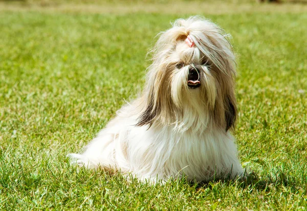 Shih tzu honden buiten portret — Stockfoto