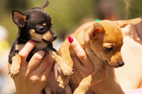 Chihuahua yavrusu portre kadar yakın