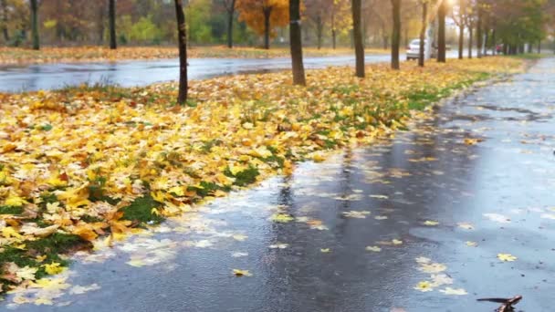 Wet weather autumnal alley with yellow red foliage and cold Rain — Stock Video