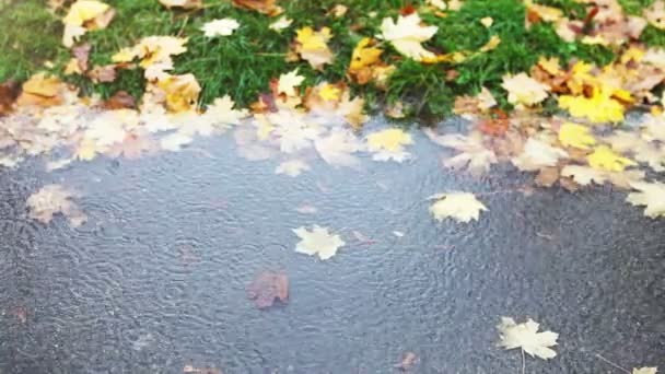 Wesołych deszcz kapanie w kałuży zimna jesień — Wideo stockowe