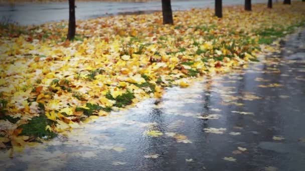 Grande pozzanghera sul vicolo con fogliame rosso giallo e fredda pioggia autunnale — Video Stock