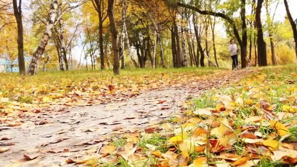 Girl runs with beagle puppy in autumnal park — Stock Video