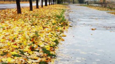 ayakkabın üzerinde sarı kırmızı yapraklar ve soğuk yağmur ile sonbahar sokak