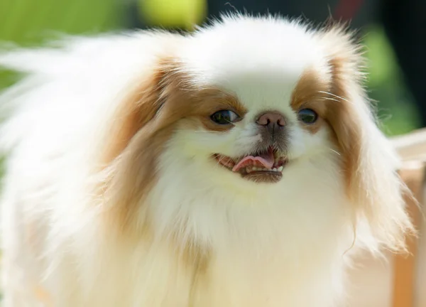 Pekingese is an ancient breed of toy dog, originating in China — Stock Photo, Image