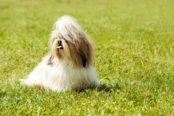Shih tzu honden portret — Stockfoto