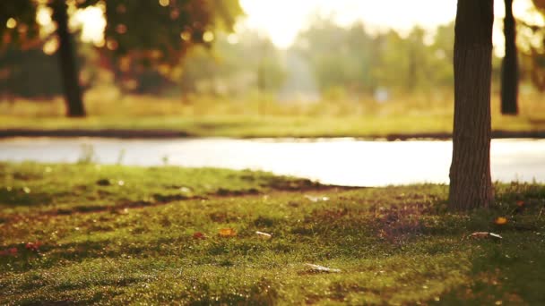 Girl with Labrador Dog walking in autumn park — Stock Video