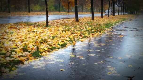 Natte weer herfst steegje met gele rode gebladerte en koude regen — Stockvideo