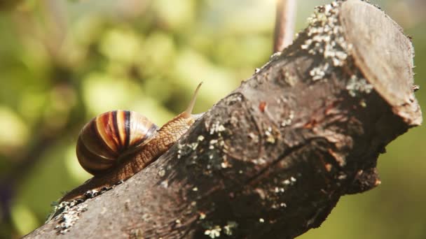 Snail climbs to the top of the branches — Stock Video