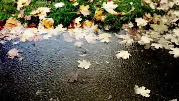 Neşeli yağmur soğuk sonbahar bir su birikintisi içine damlayan — Stok video
