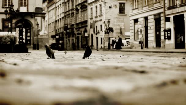 The Rynok Square in Lviv is a central square of the city of Lviv, Ukraine. — Stok Video