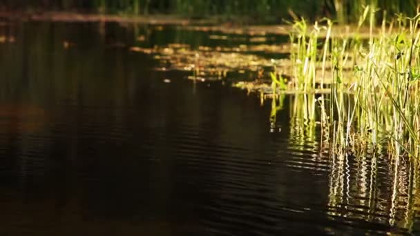 Cañas en río pequeño — Vídeos de Stock