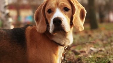 beagle köpek fowl izler