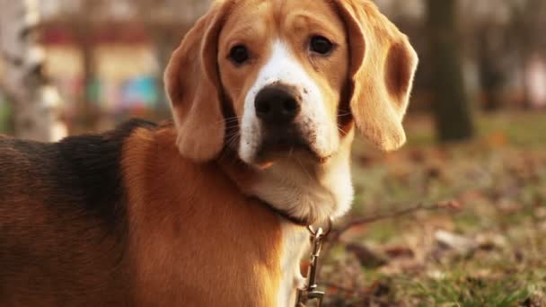 猎犬 beagle 犬追踪鸡 — 图库视频影像