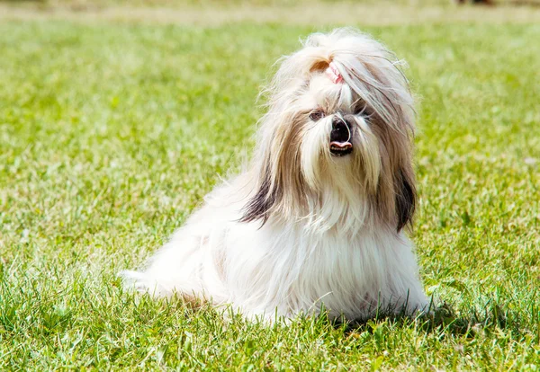 Shih tzu honden buiten portret — Stockfoto