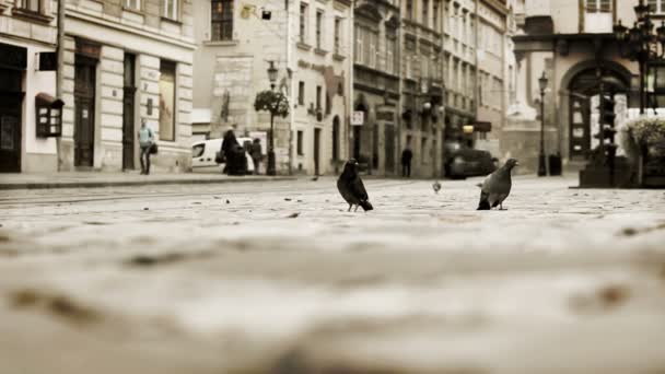 La Plaza rynok en lviv es una plaza central de la ciudad de lviv, Ucrania. — Vídeo de stock
