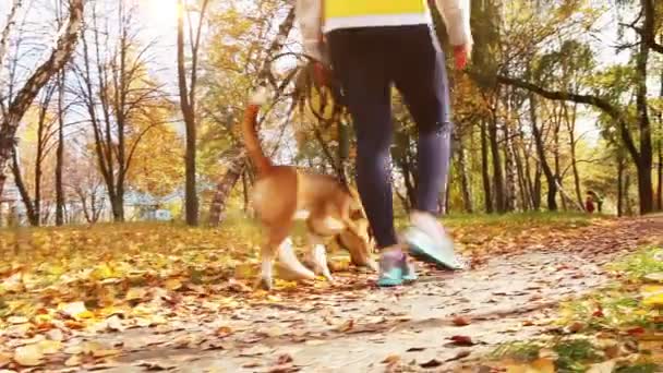 Girl walk about with beagle puppy in autumnal park — Stock Video