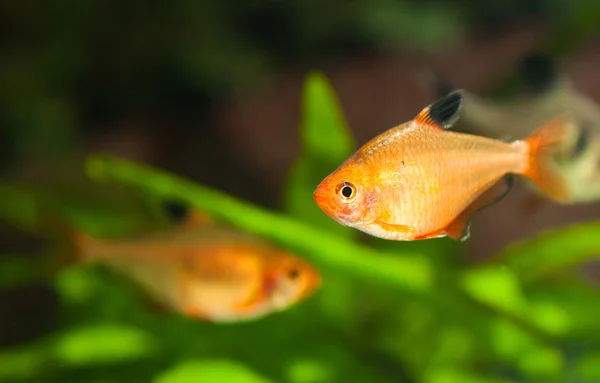 Drobne tetra słodkowodne ryby w akwarium — Zdjęcie stockowe