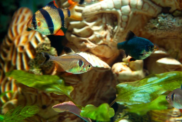 Tiger and green barbs and Hyphessobrycon bentosi bentosi freshwa — Stock Photo, Image